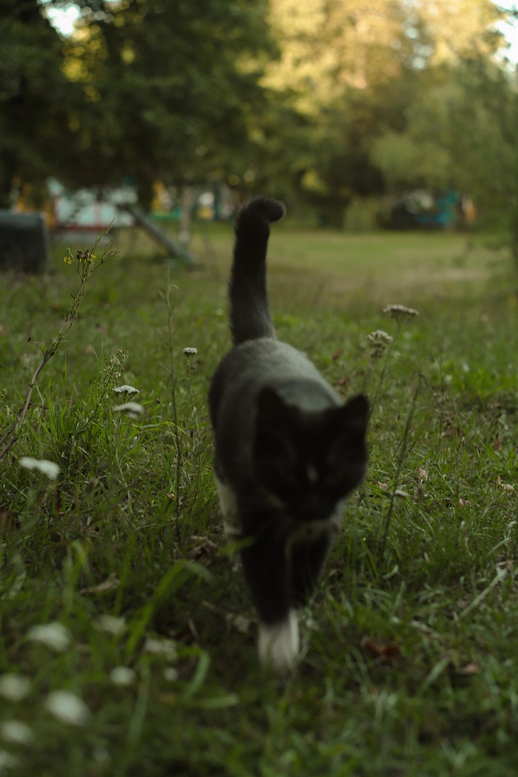 Domek 7B i przechodzący kot